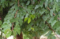 Guibourtia coleosperma