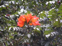 Spathodea campanulata