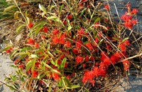 Combretum platypetalum