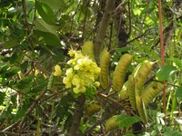 Caesalpinia decapetala