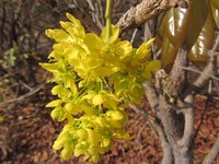 Ochna pulchra