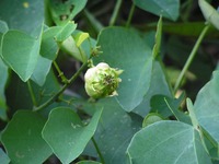 Adenia gummifera