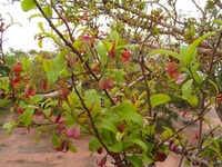 Hymenocardia acida