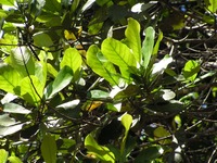 Uapaca nitida