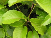 Mondia whitei
