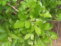 Allophylus africanus