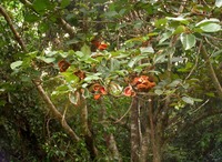 Sterculia tragacantha