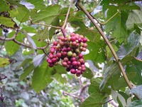 Ampelocissus africana