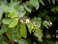 Guibourtia coleosperma