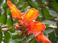 Spathodea campanulata