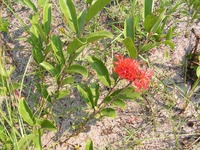 Combretum platypetalum