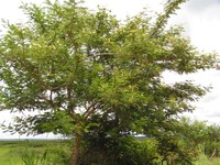 Acacia polyacantha