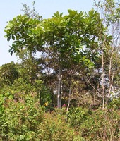 Anthocleista grandiflora