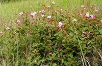 Clappertonia ficifolia