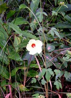 Hibiscus schinzii
