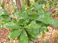 Ochna pulchra