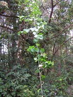 Adenia gummifera