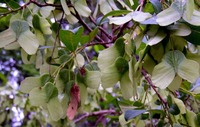 Hymenocardia acida