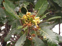 Uapaca nitida