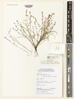 Holotype of Scleria afroreflexa Lye [family CYPERACEAE]