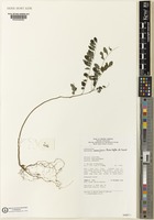 Type of Phyllanthus caesiifolius Petra Hoffm. & Cheek [family PHYLLANTHACEAE]