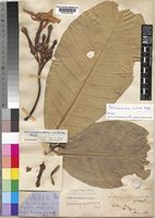 Type of Tabernaemontana contorta Stapf [family APOCYNACEAE]
