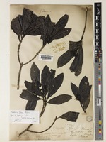 Tarenna flava Alston [family RUBIACEAE]