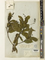 Type of Psychotria adenophylla Wall. [family RUBIACEAE]