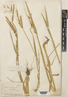 Type of Oryza sativa Linn. [family POACEAE]