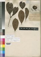 Isotype of Breonia boivinii Havil. [family RUBIACEAE]