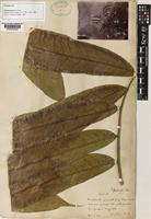 Syntype of Talisia princeps Oliv. [family SAPINDACEAE]