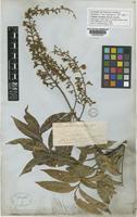 Lectotype of Sapindus cerasinus Benth. [family SAPINDACEAE]