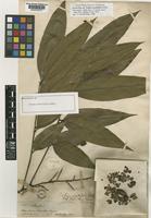 Isolectotype of Talisia acutifolia Radlk. [family SAPINDACEAE]