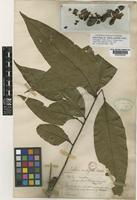 Isolectotype of Talisia acutifolia Radlk. [family SAPINDACEAE]