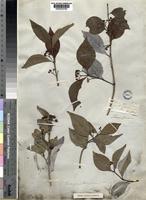 Isotype of Euonymus hederaceus Champ. ex Benth. [family CELASTRACEAE]