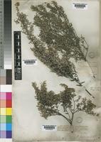Phylica paniculata Willd. [family RHAMNACEAE]
