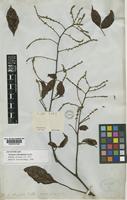 Serjania oblongifolia Radlk. [family SAPINDACEAE]