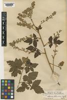 Serjania columbiana Radlk. [family SAPINDACEAE]
