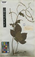 Serjania rufa Radlk. [family SAPINDACEAE]