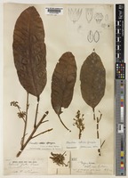 Type of Heritiera utilis Sprague [family MALVACEAE]