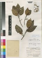 Isotype of Neonauclea foveolata Capuron [family RUBIACEAE]