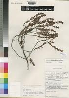 Type of Anthospermum isaloense Homolle ex Puff [family RUBIACEAE]
