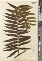 Type of Alsophila podophylla Hook. [family CYATHEACEAE]