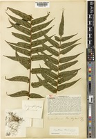 Cyathea rebeccae (F.Muell.) Domin [family CYATHEACEAE]
