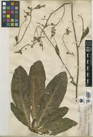 Type of Nicotiana nudicaulis S. Watson [family SOLANACEAE]