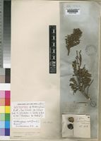 Widdringtonia nodiflora (L.) E.Powrie [family CUPRESSACEAE]
