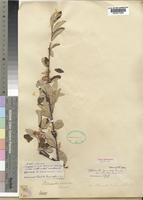 Type of Cotoneaster pannosus Franch. var. robustior W. W. Sm. [family ROSACEAE]
