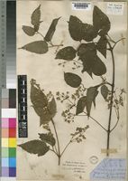 Type of Clematis altissima Hutchinson [family RANUNCULACEAE]