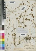 Ranunculus meyeri Harv. [family RANUNCULACEAE]