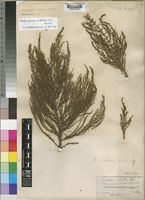 Holotype of Widdringtonia mahonii Mast. [family CUPRESSACEAE]